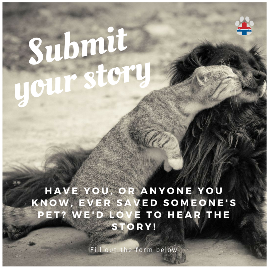 Submit Your Stories - Pro Pet Hero Submit Your Stories - Pro Pet Hero