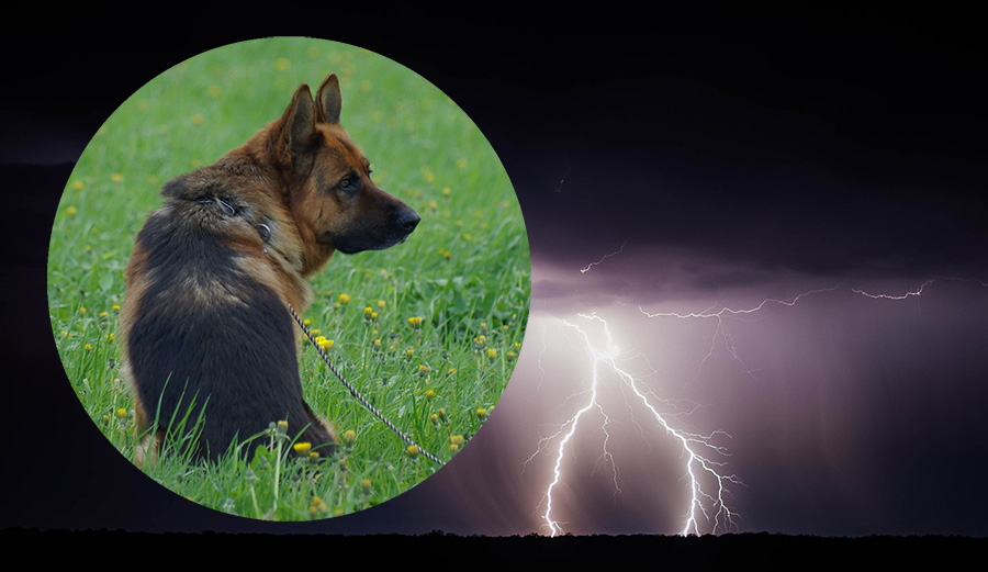 How can I help my Dogs with their Thunderstorm Anxiety? Pro Pet Hero