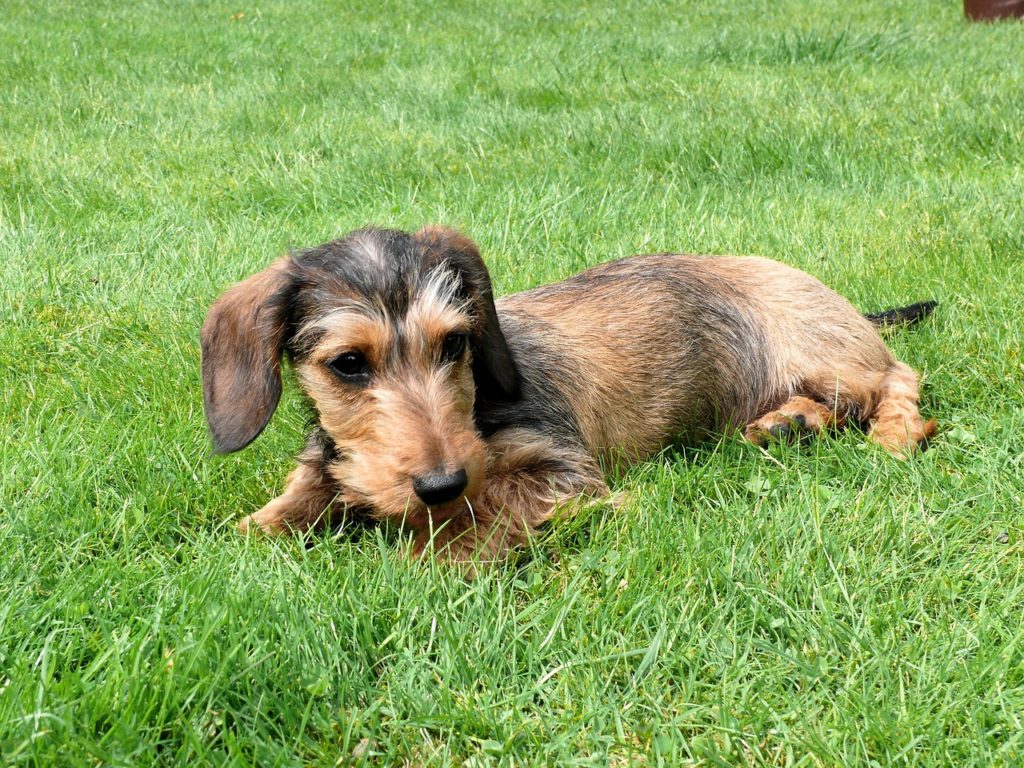 Roxy the Miniature Dachshund chokes, Dog CPR saves life