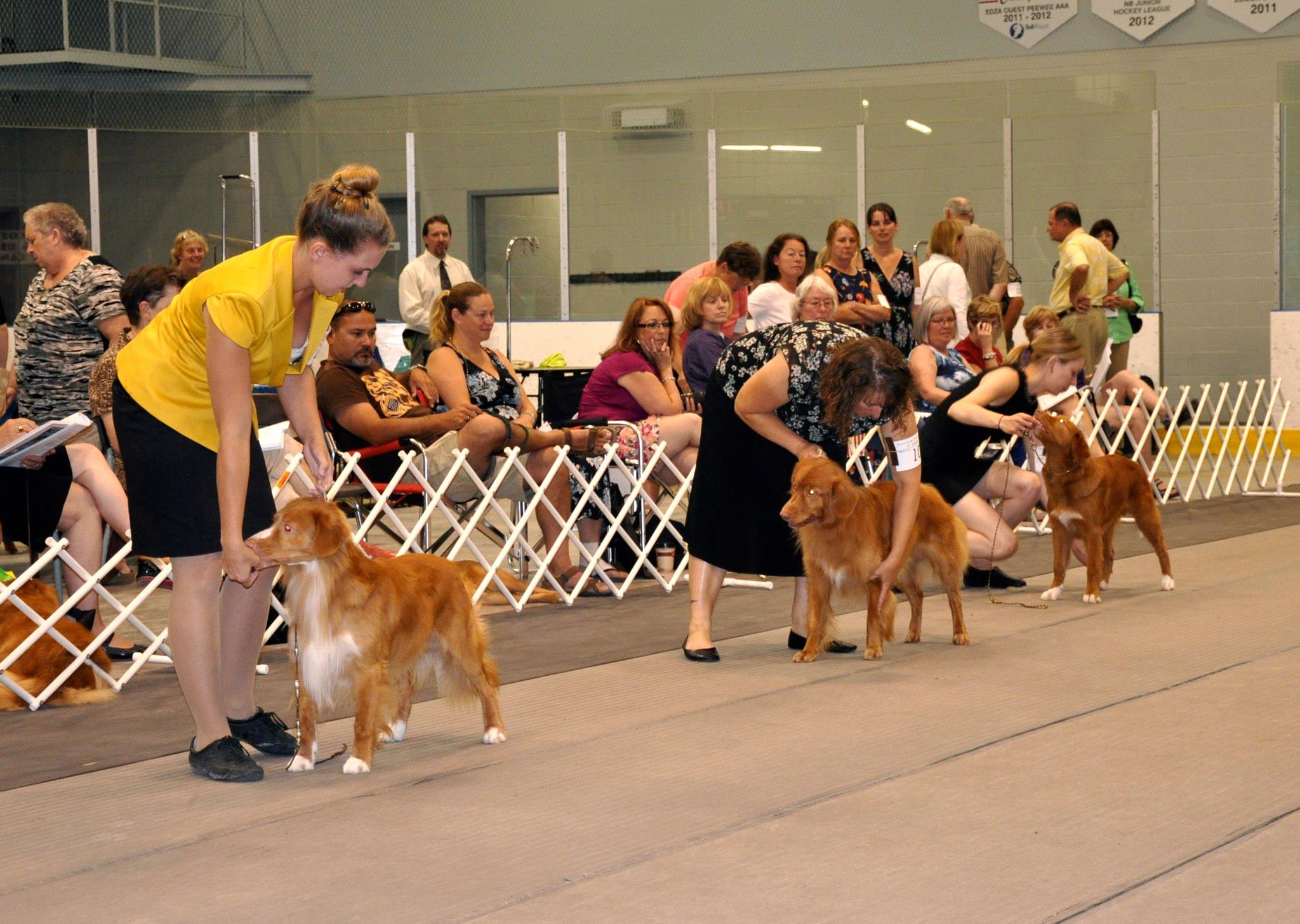 Going to a Dog Show Pro Pet Hero