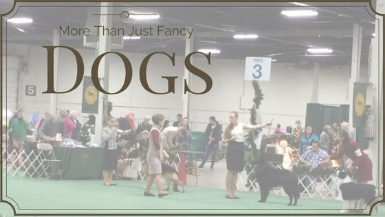 Dog Shows More Than Just Fancy Dogs Pro Pet Hero