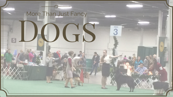 AKC dog show