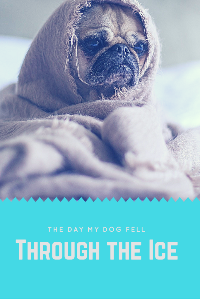 My Dog Fell Through The Ice Pro Pet Hero