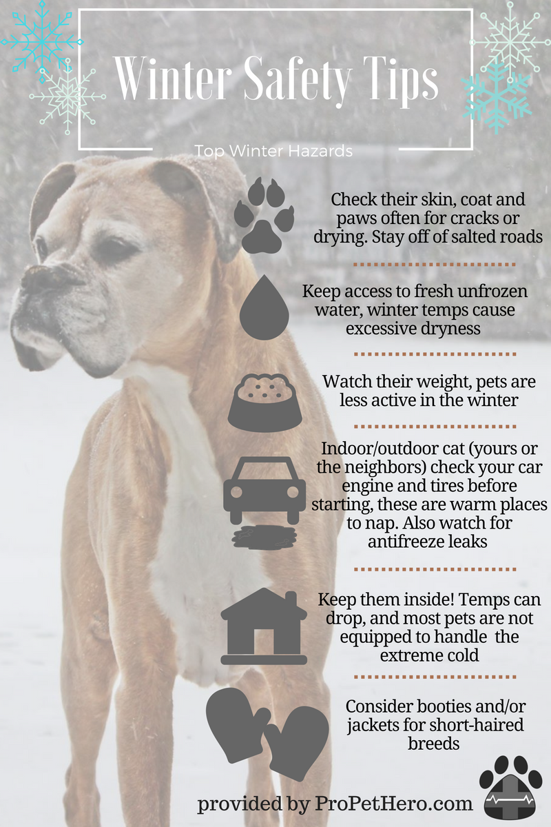 winter pet safety infographic