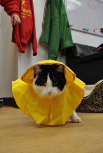 cat raincoat