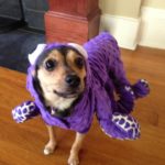 dragon dog costume