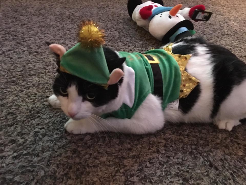 cat elf
