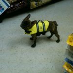 dog life vest