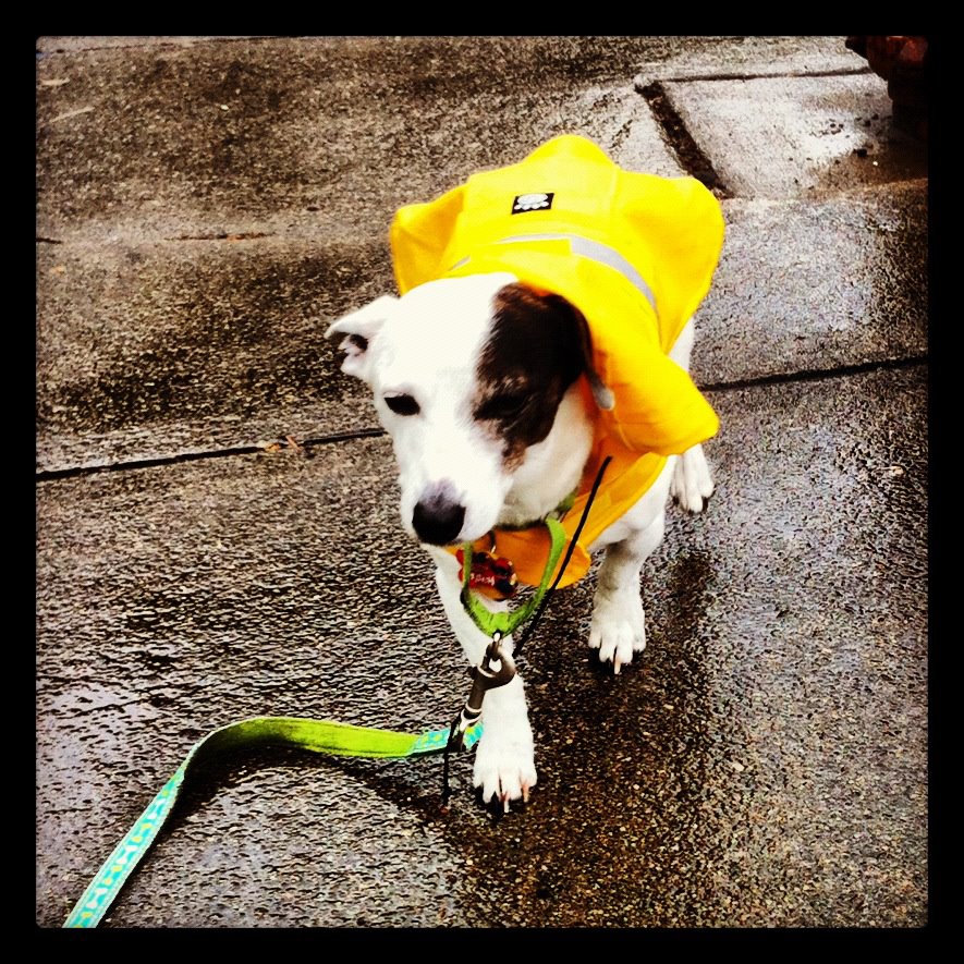 canine raincoat