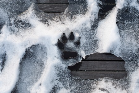 paw safe ice melt