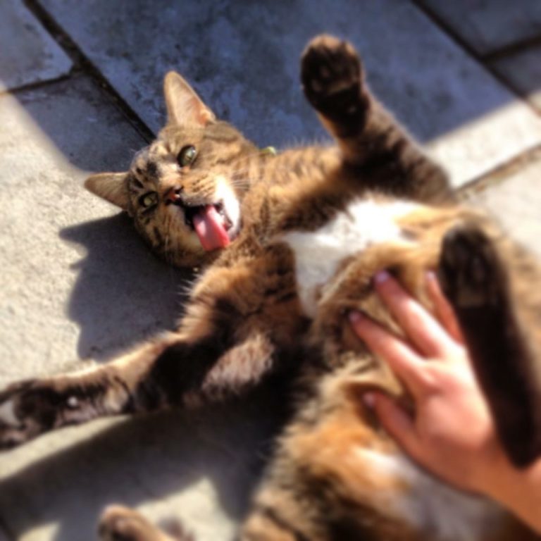 Your Cat is Not Asking for a Belly Rub Pro Pet Hero