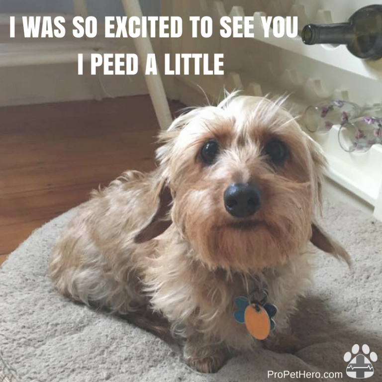 Why Does My Dog Pee When She Gets Excited? Pro Pet Hero
