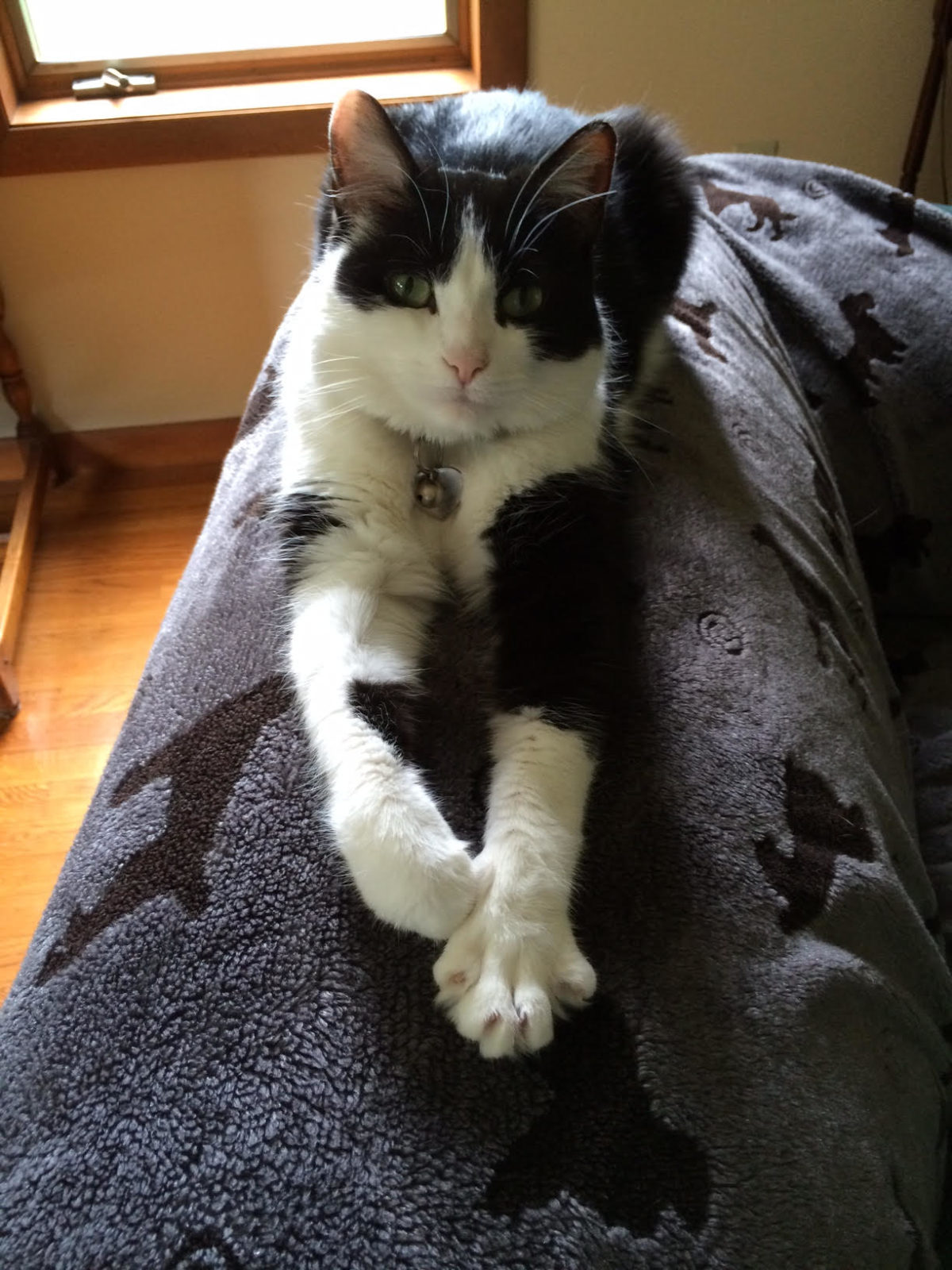 Why Do Cats Knead? Pro Pet Hero