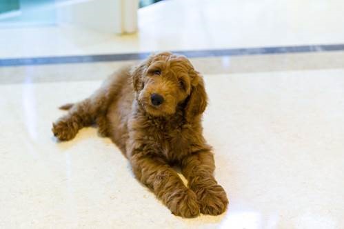 the next presidential pooch, Patton the Goldendoodle
