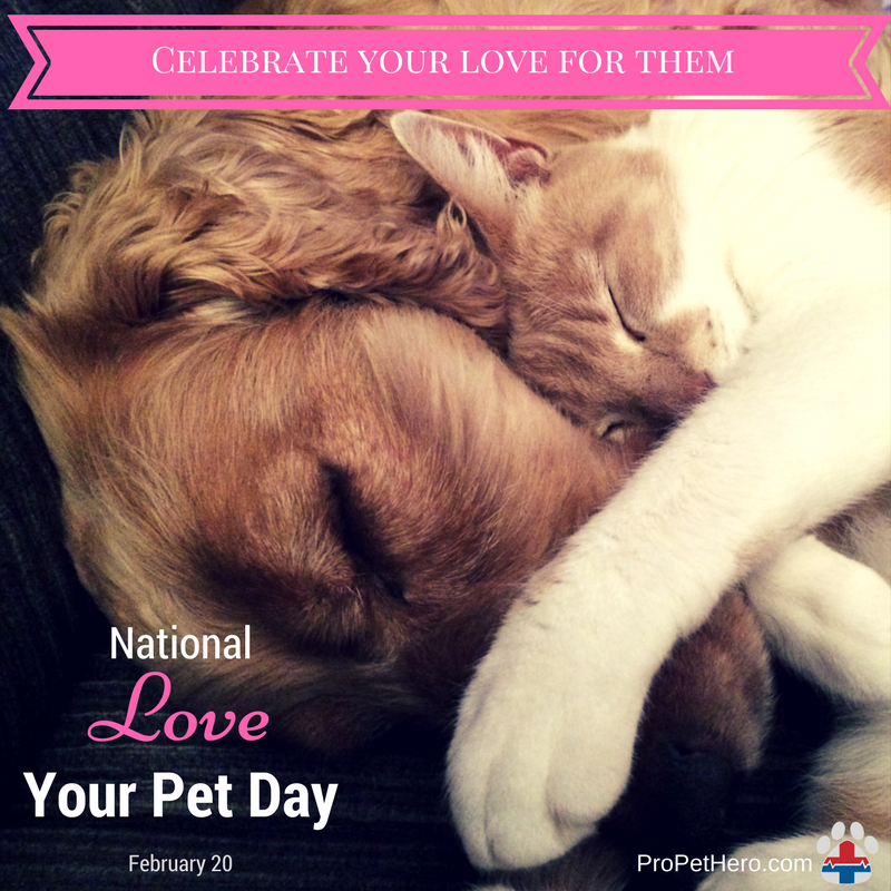 National Love Your Pet Day | Pro Pet 