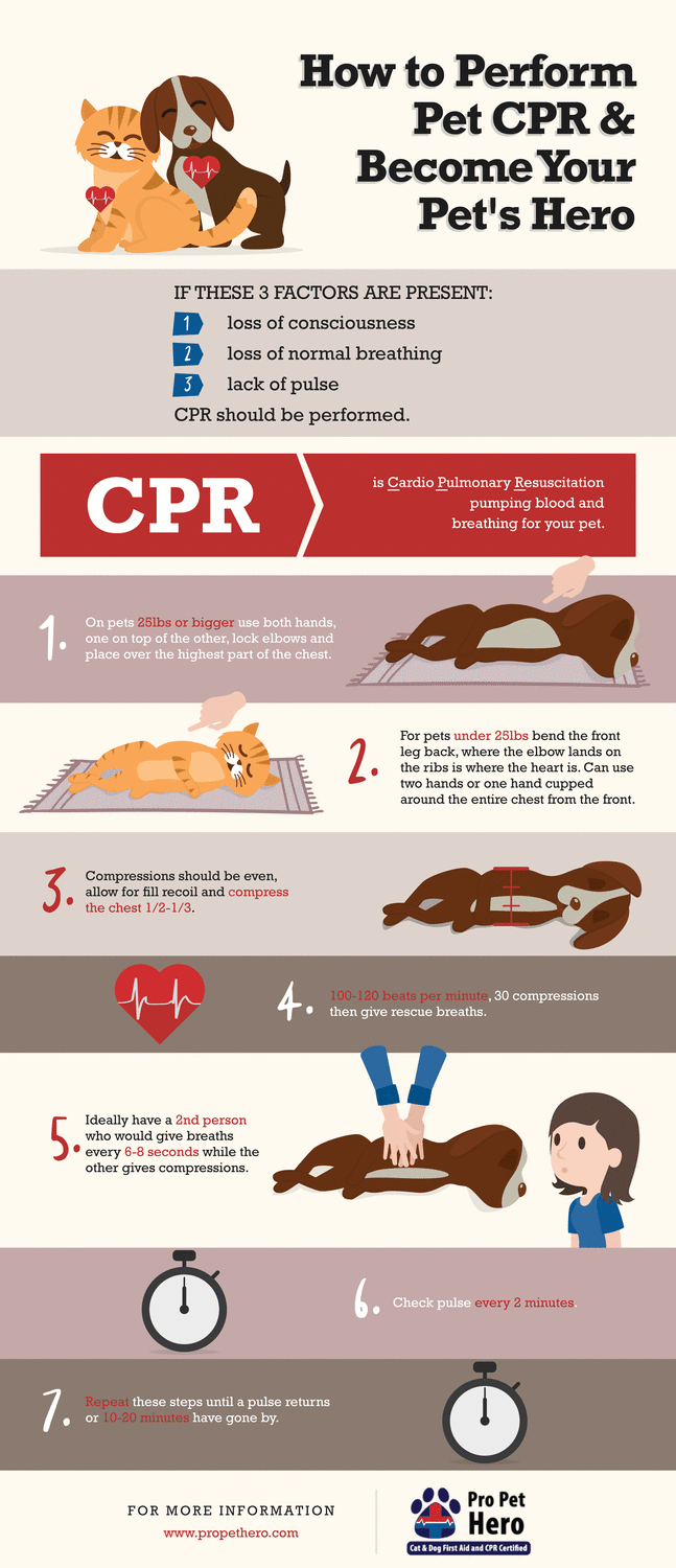 cat and dog cpr