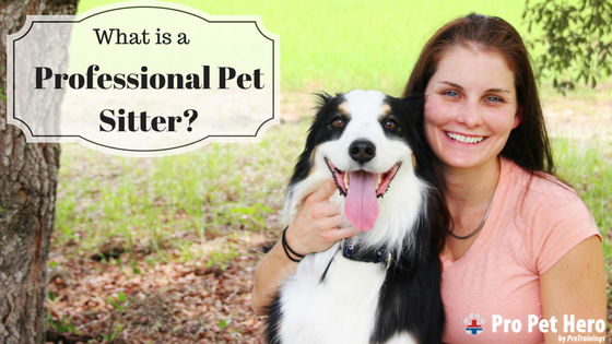 Professional Pet Sitter