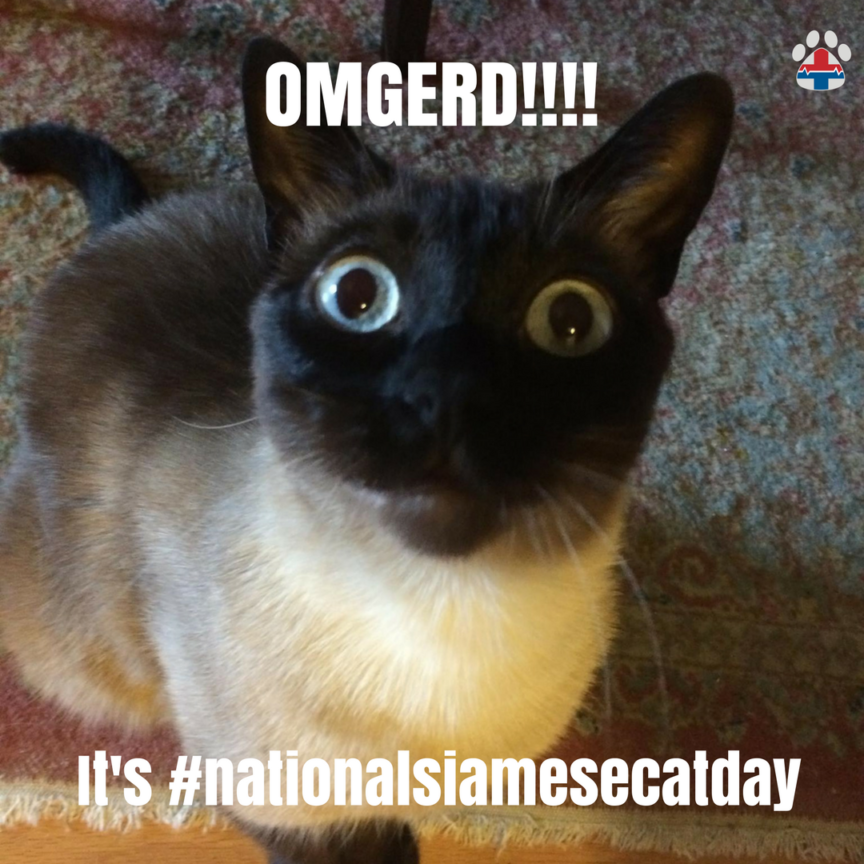 National Siamese Cat Day