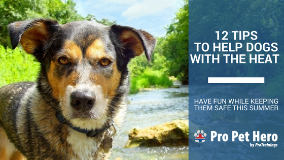 How to help a dog shop in heat