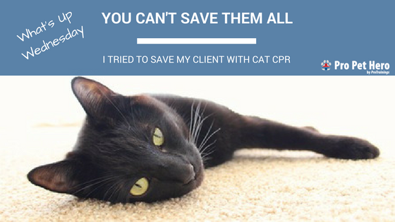 Cat CPR