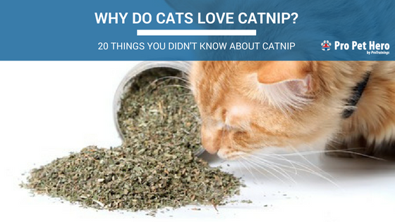 catnip