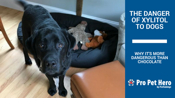 Dog ate gummy vitamins online
