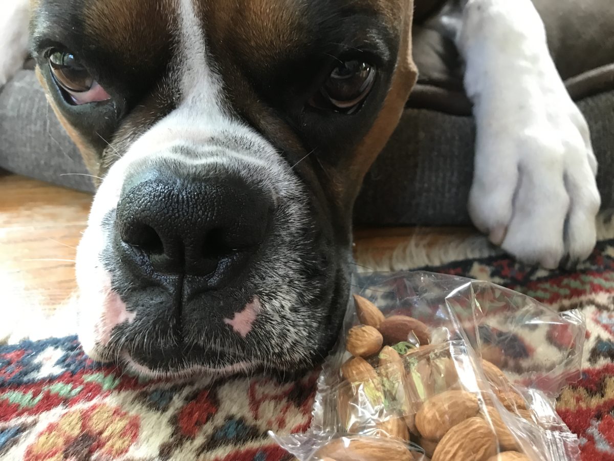 Are Almonds Safe for Dogs? Pro Pet Hero