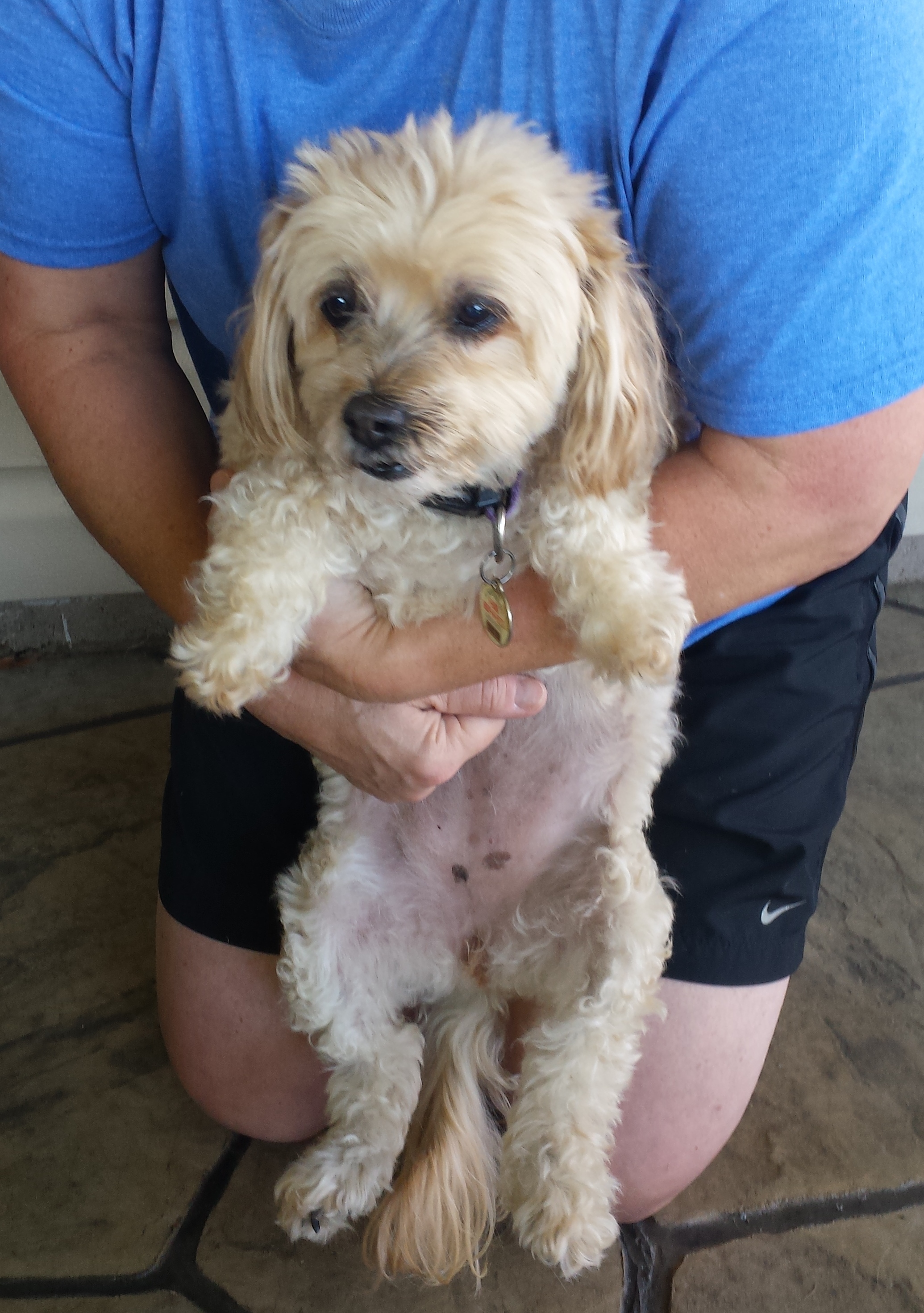 abdominal thrusts on a dog