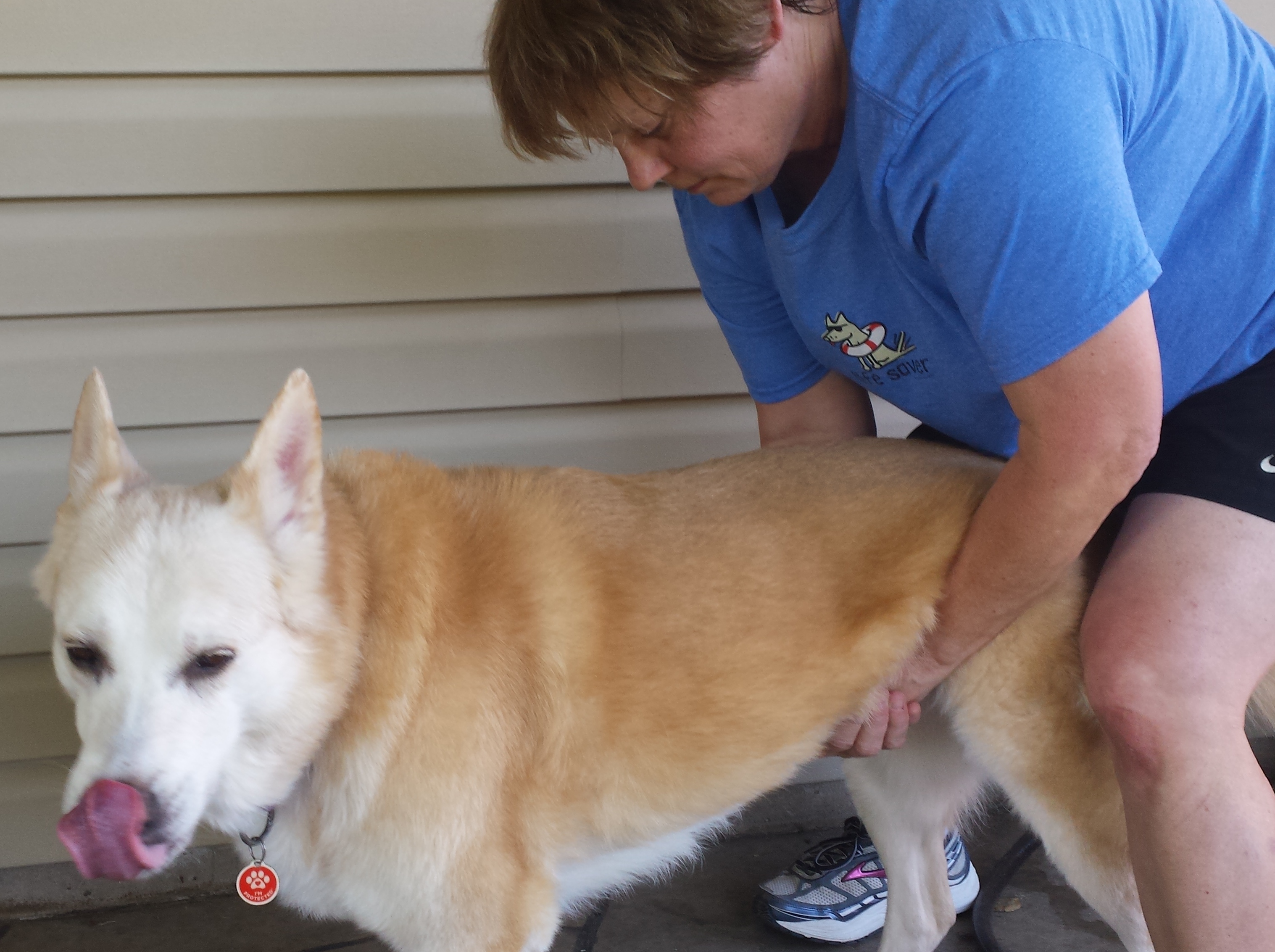 abdominal thrusts on a dog