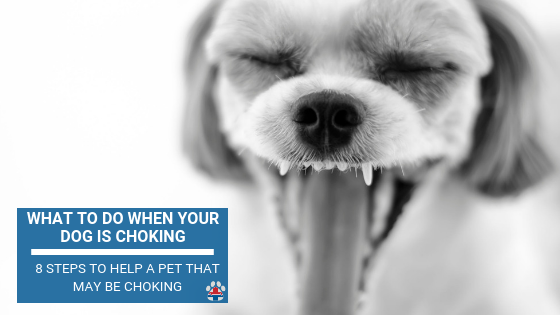 how do you know when a dog is choking