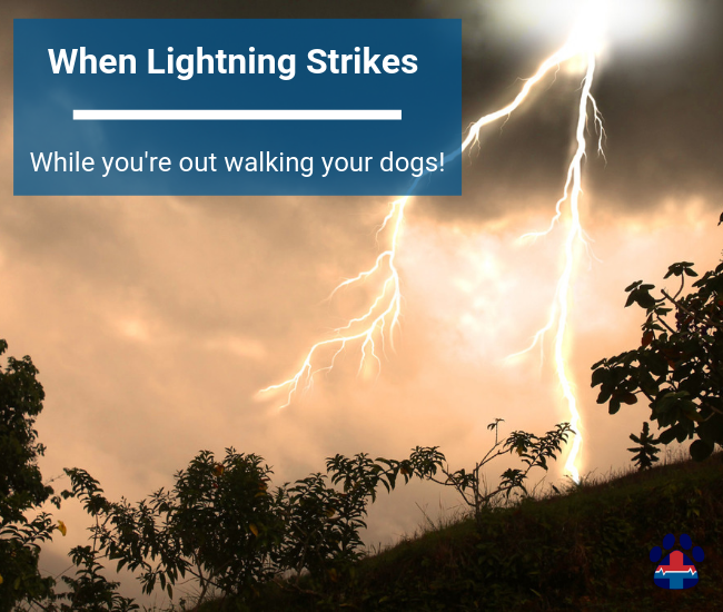 do dogs attract lightning