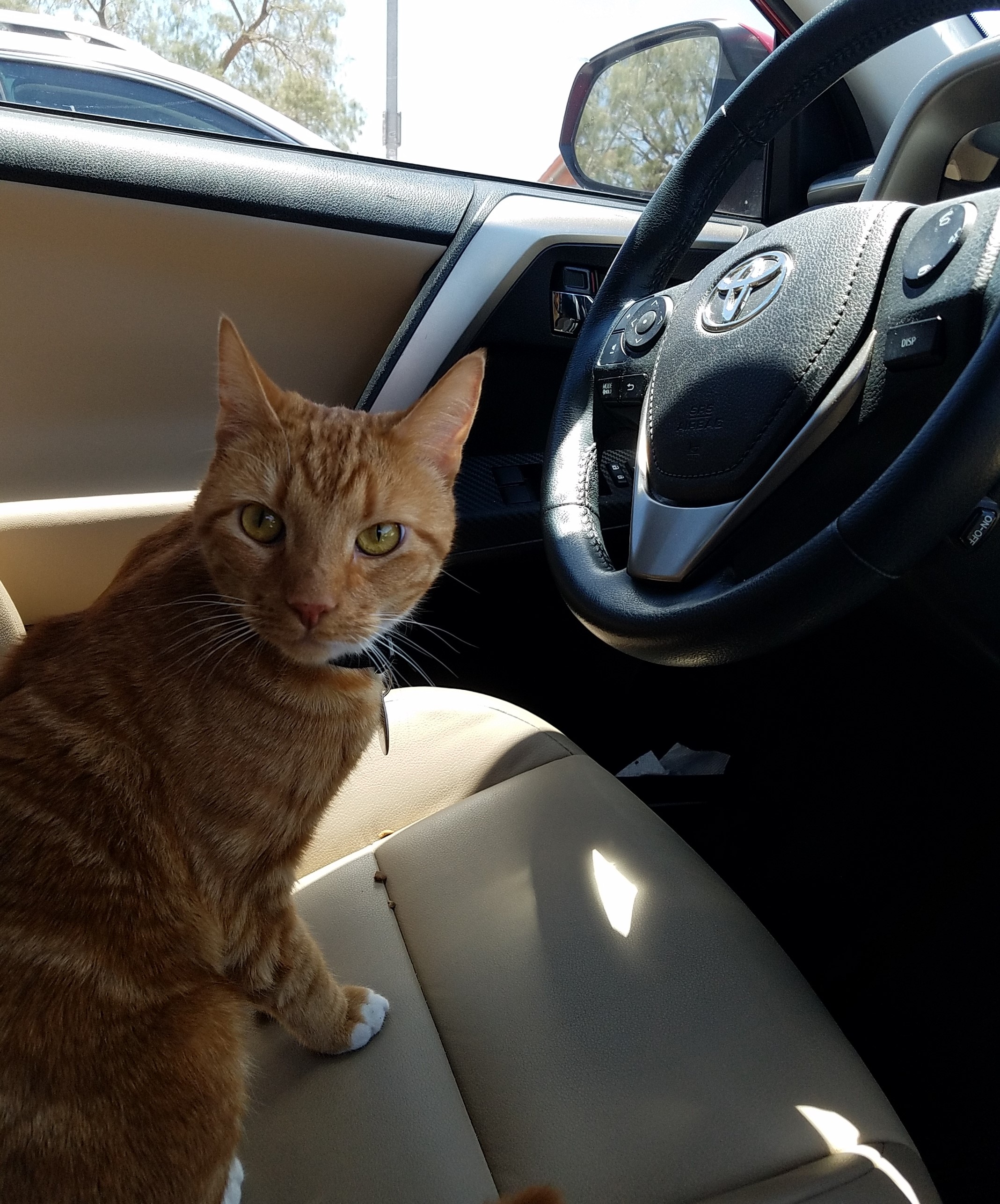 cat loose in car