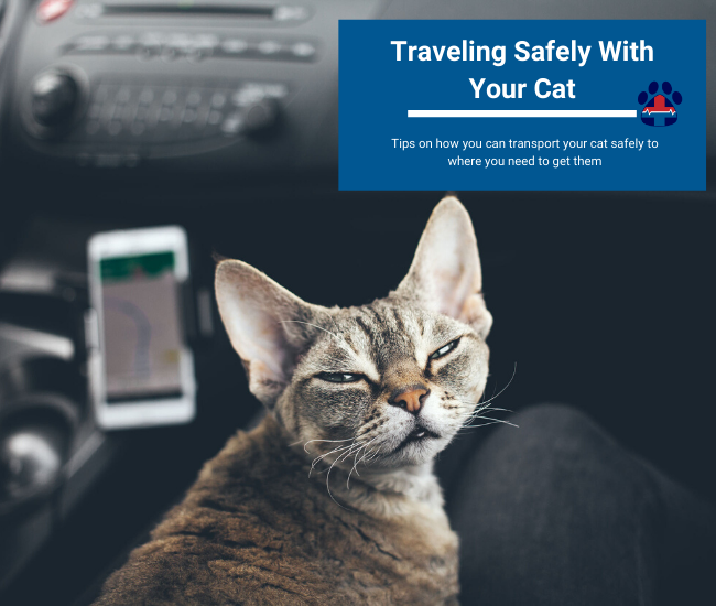 https://www.catanddogfirstaid.com/blog/wp-content/uploads/2019/11/cat-in-car.png