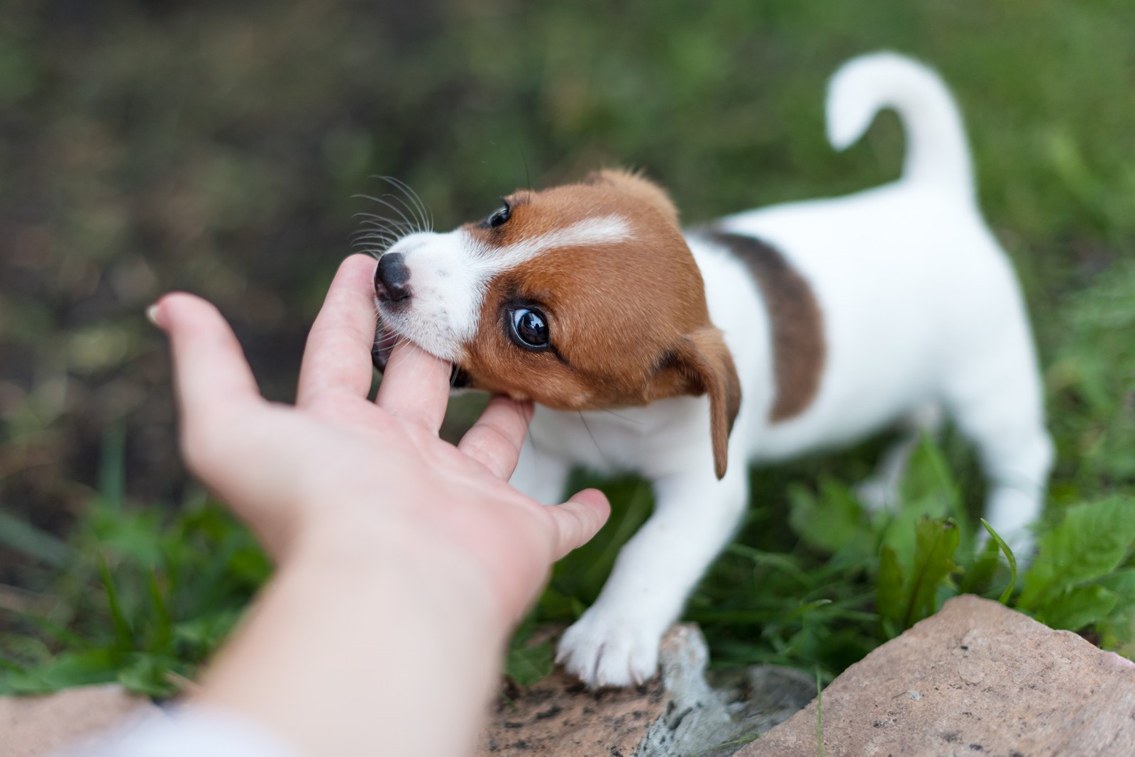 puppy nipping