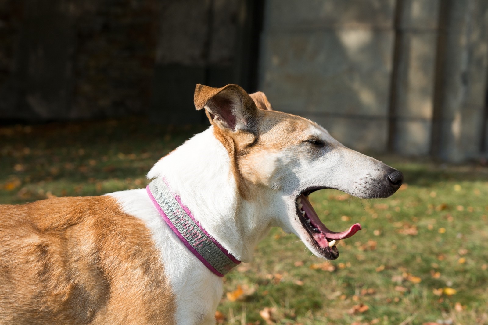 anxious yawn