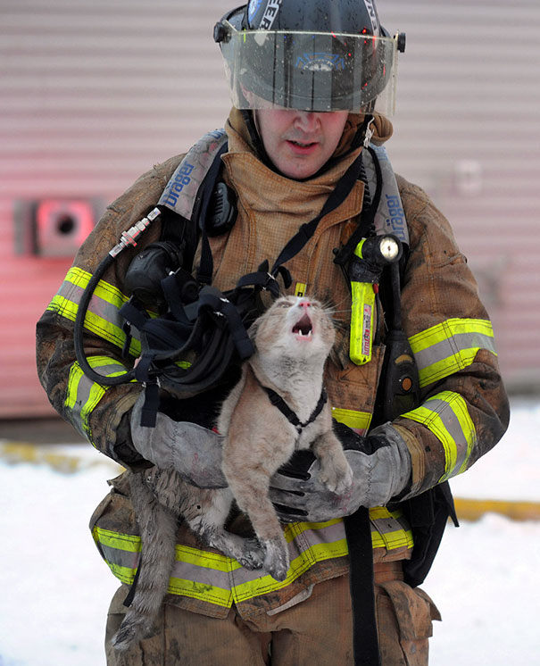 firefighter saves cat