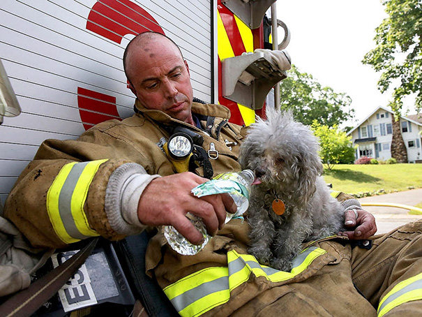 firefighter saves dog