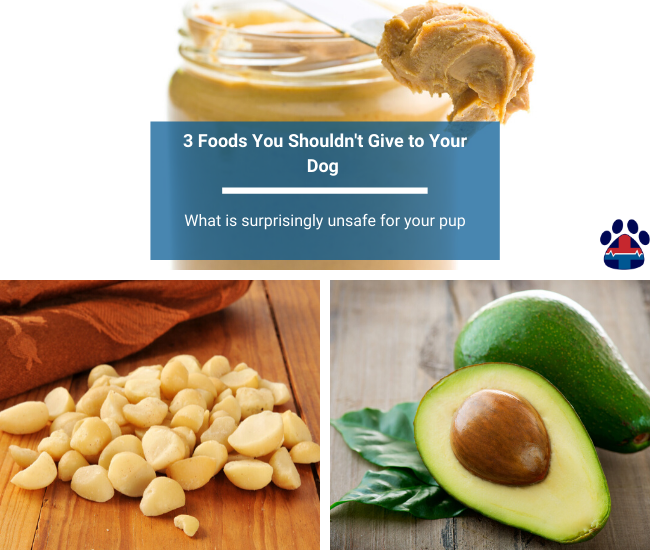 three common foods you should not feed your dog