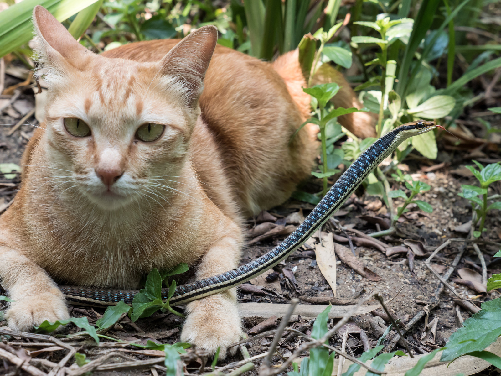 cat with snake