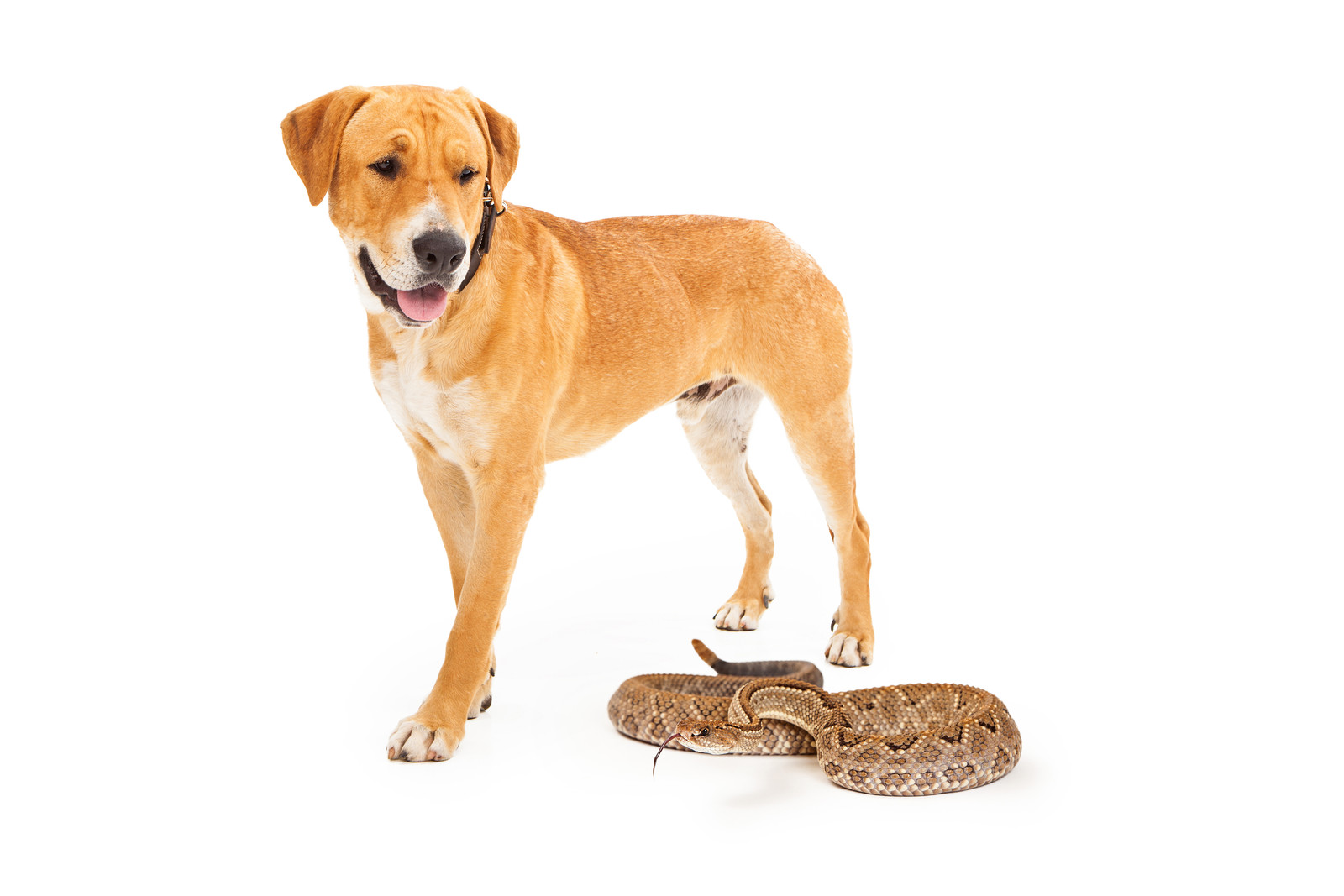 snake bite on pets