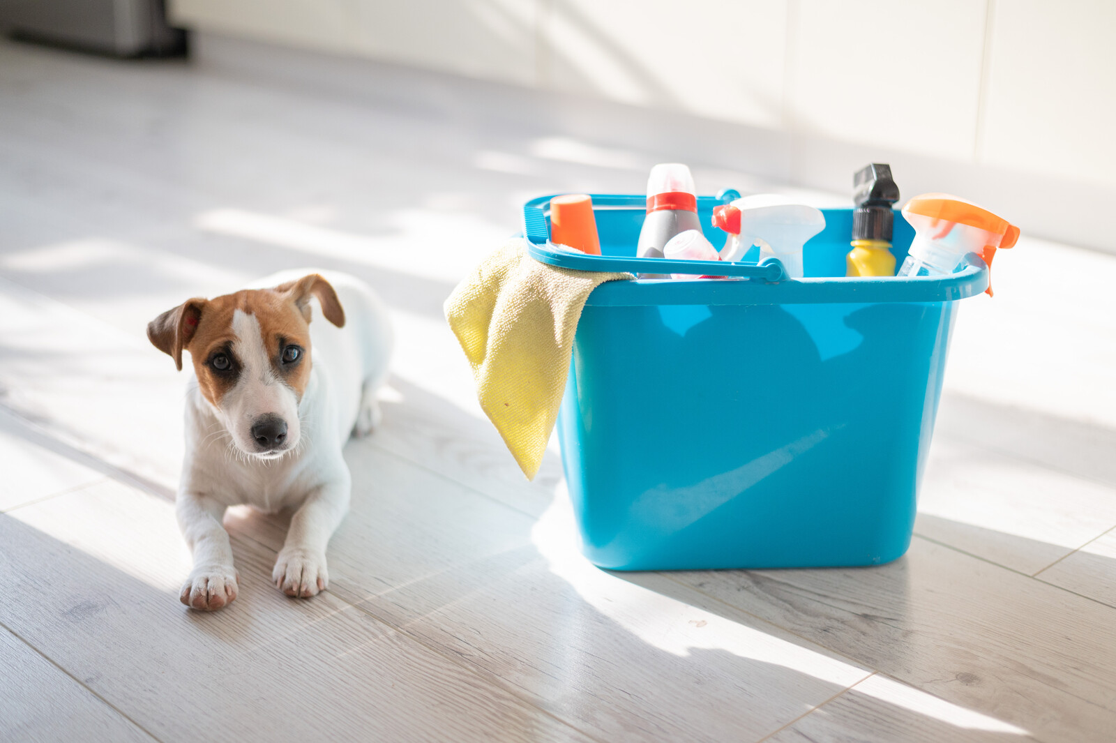 cleaning hazards for pets