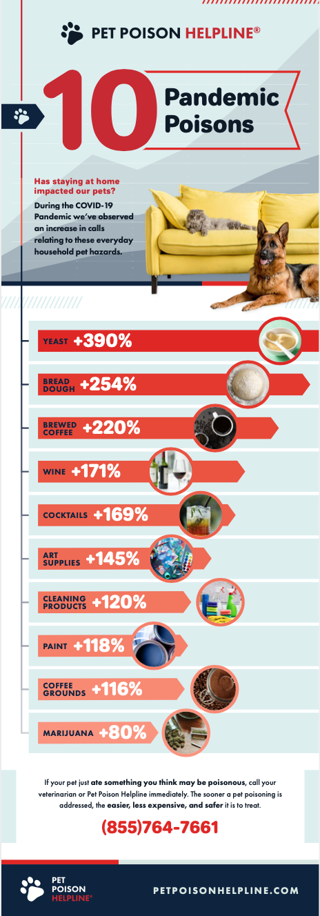 common pet poisons 