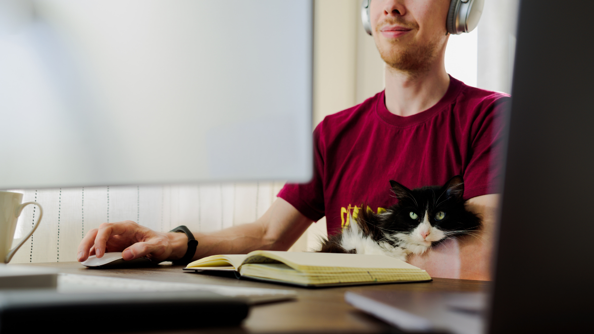 cat on lap