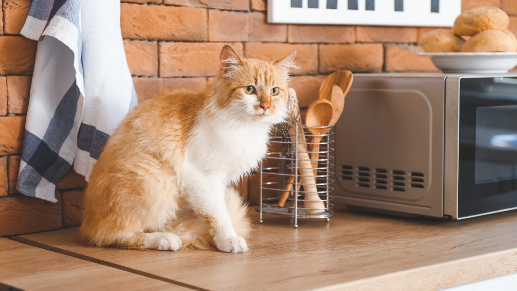Why Do Cats Act Crazy After Going 2? Woman's World