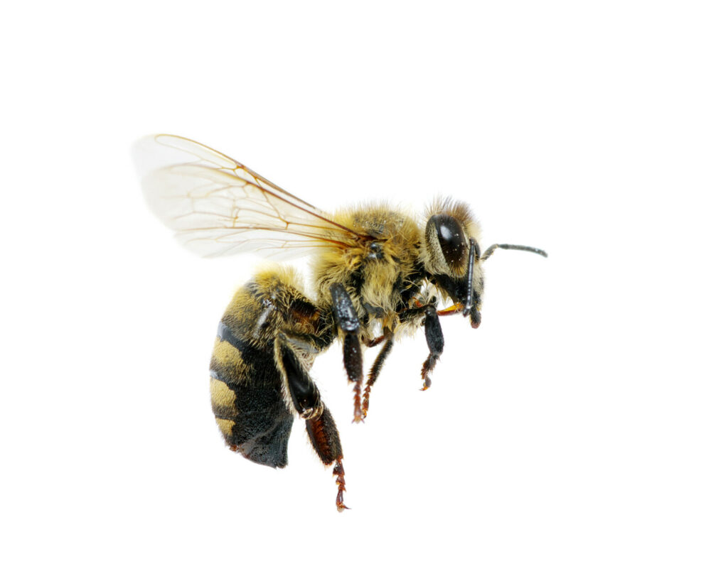 bee