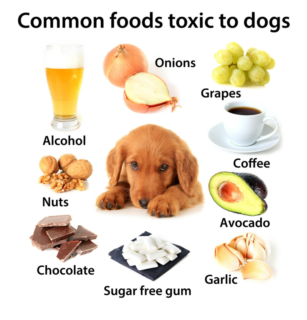 common pet poisons