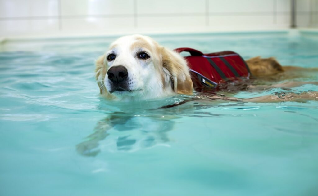 dog swimming 