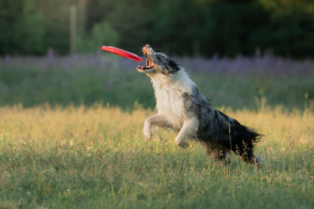 dog with frisbee 