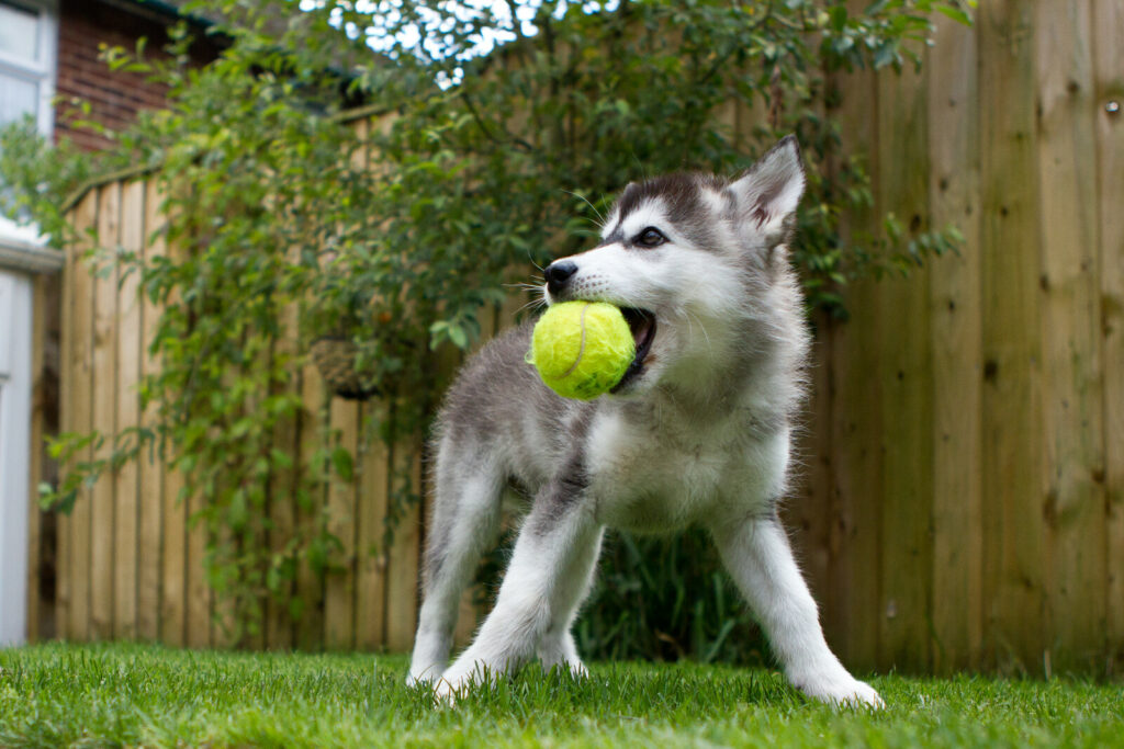 dog with ball 