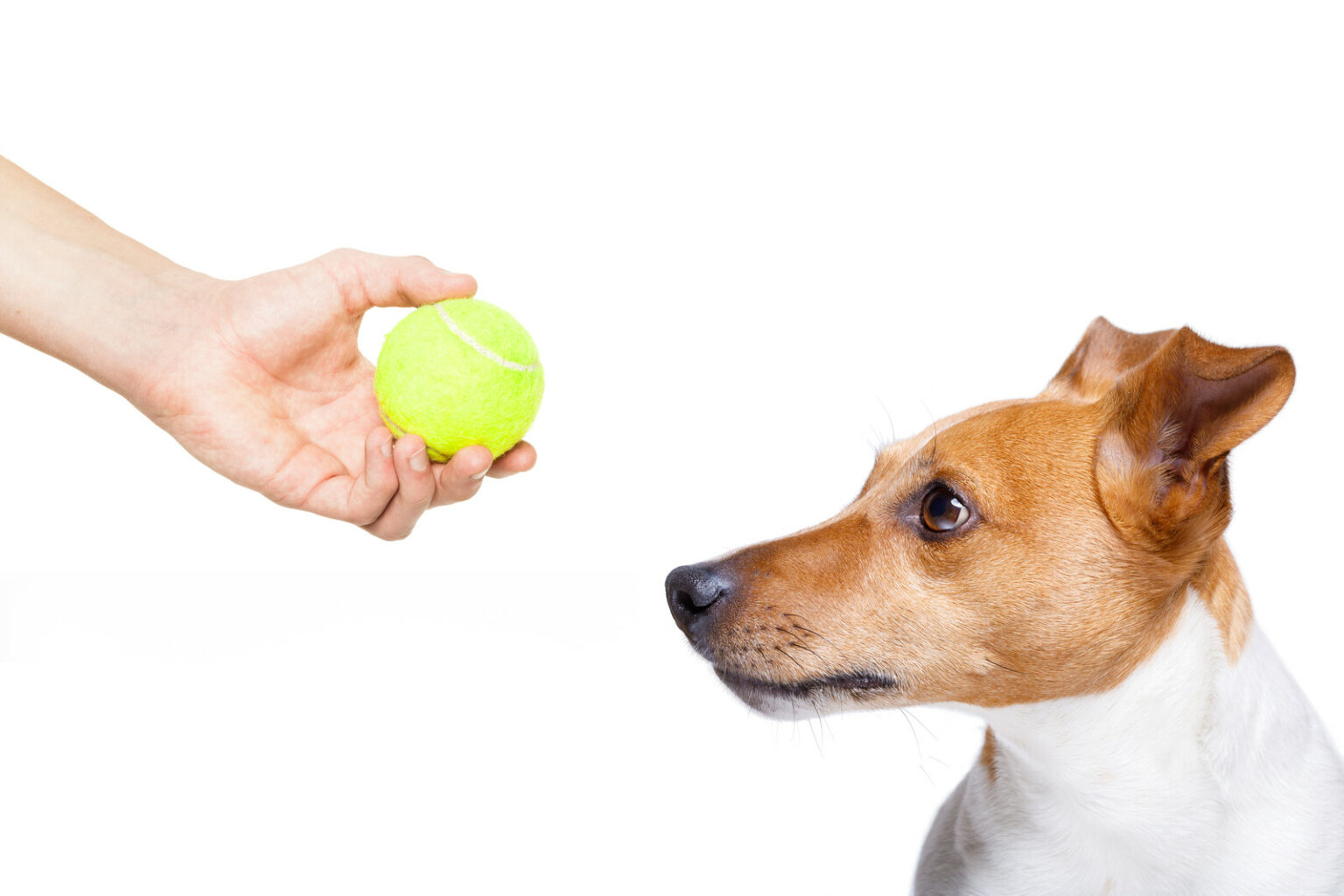 Safety Tips for Tennis Ball Play with Dogs Pro Pet Hero